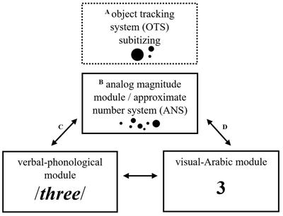 Delayed development of basic numerical skills in children with developmental dyscalculia